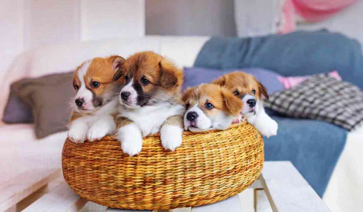 电话验证码轰炸免费