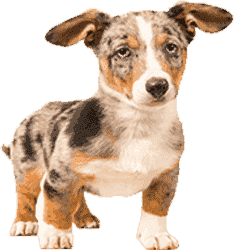 启动飞快稳定的呼叫TA急速系统