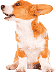 电话验证码轰炸免费